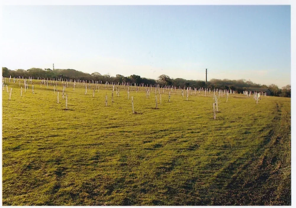 Club Grounds Trees